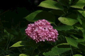 绣球花 