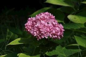 绣球花 
