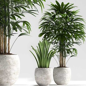 C4D模型 绿色植物