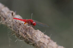 绳子上的红蜻蜓