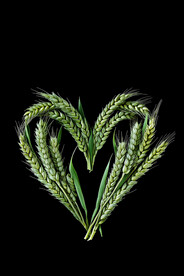 心形麦子麦穗