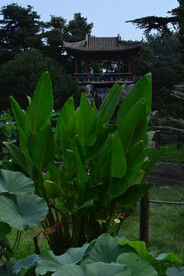  公园风景 