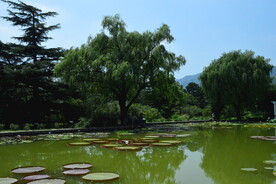 荷塘风景 