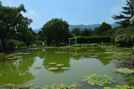 荷塘风景 