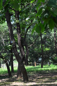  公园风景 
