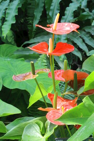 花烛  
