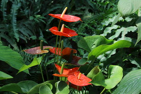  花烛  