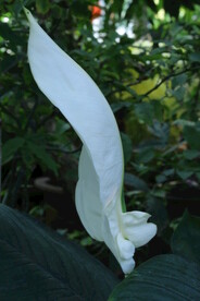 弯穗苞叶芋 