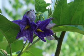 大花茄 