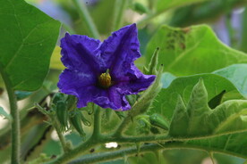 大花茄  