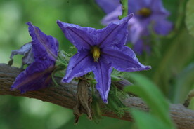 大花茄 