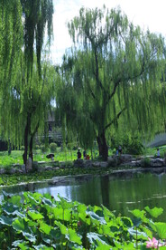 公园风景 