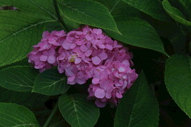 绣球花 