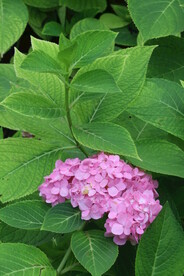 绣球花 
