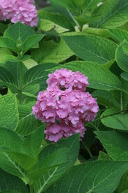 绣球花  