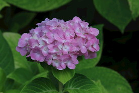 绣球花 