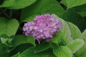 绣球花  