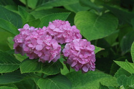 绣球花 