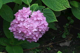 绣球花 