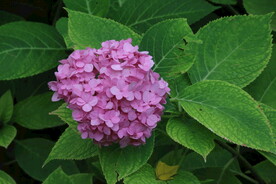 绣球花 