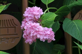 绣球花