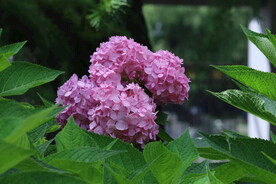 绣球花  