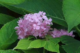 绣球花 