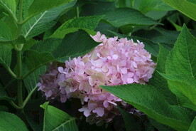 绣球花  
