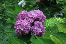 绣球花 