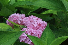 绣球花  