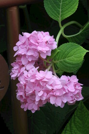 绣球花 
