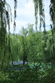 公园风景 