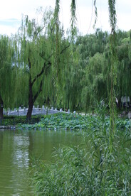 公园风景 