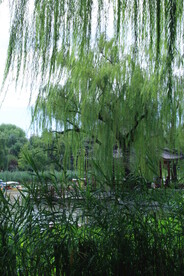 垂柳风景 