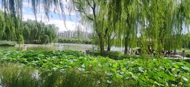 公园风景 