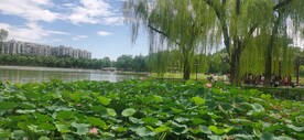 公园风景 