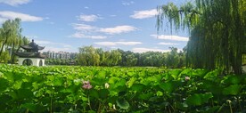 公园风景 