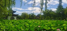 公园风景