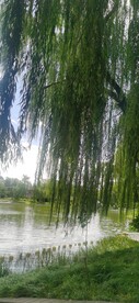垂柳风景