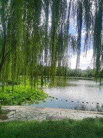 公园风景