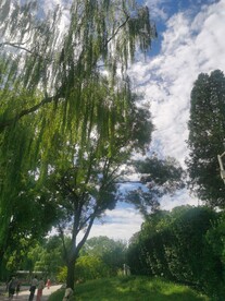 垂柳风景 