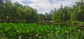 公园风景 