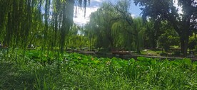 公园风景 