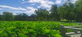 公园风景 