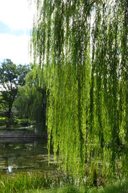 公园风景  