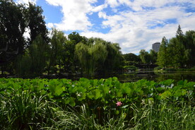 公园风景  
