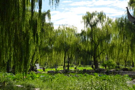 公园风景  