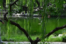 公园风景 