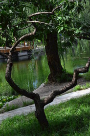 公园风景  