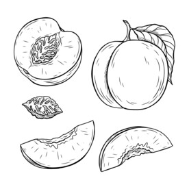 桃子线条素材